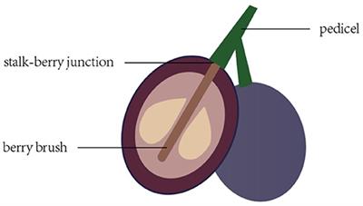 Relationships Between Cell Structure Alterations and Berry Abscission in Table Grapes